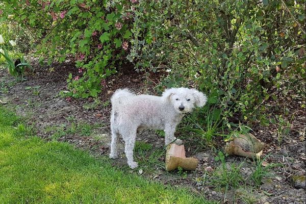 Topaze dans le jardin.