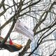 Deux militants contre l'A69 perchés dans un arbre à Bruxelles