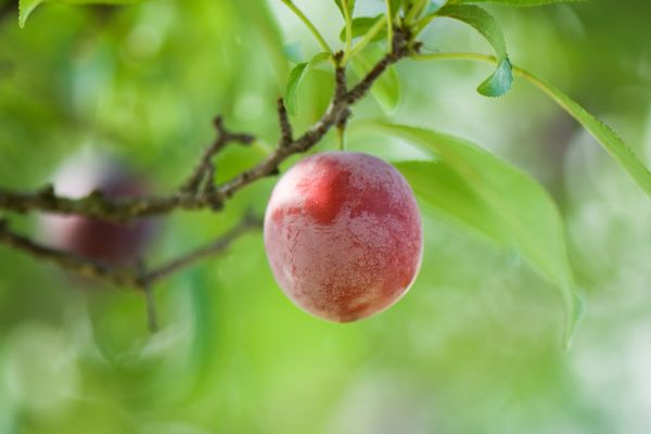 Une prune en octobre, comme un souvenir d'été sucré