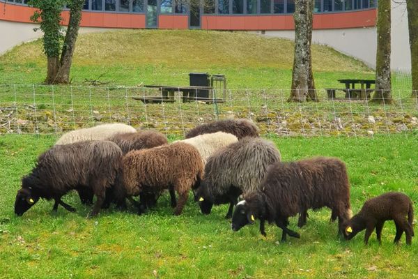 Dans le paysage de l'UTBM, ces dix moutons.