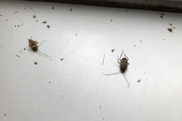 Des cafards prolifèrent dans des habitations du quartier Abbaye-Jouhaux, situé à Grenoble.