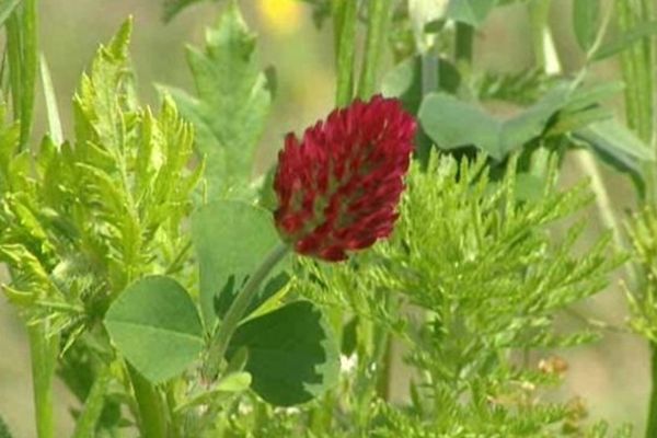 Le salon de l'herbe fête son 15ème anniversaire cette année. A Villefranche-d'Allier. Réservée aux professionnels, la manifestation est consacrée aux herbes fourragères. Une édition 2013 qui confirme le retour de l'or vert.