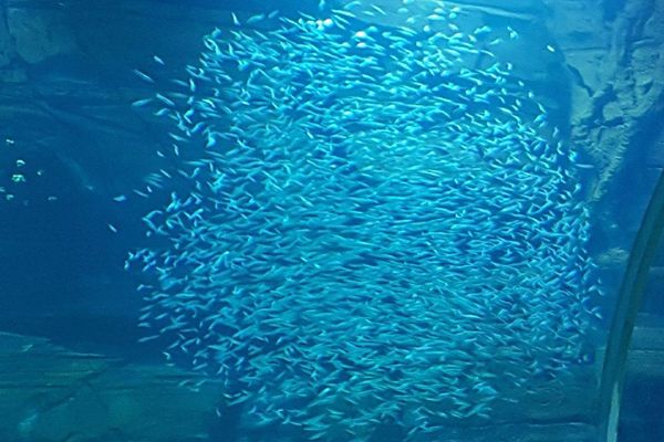 Les sardines de Floride à leur arrivée à Nausicaà en janvier 2018.