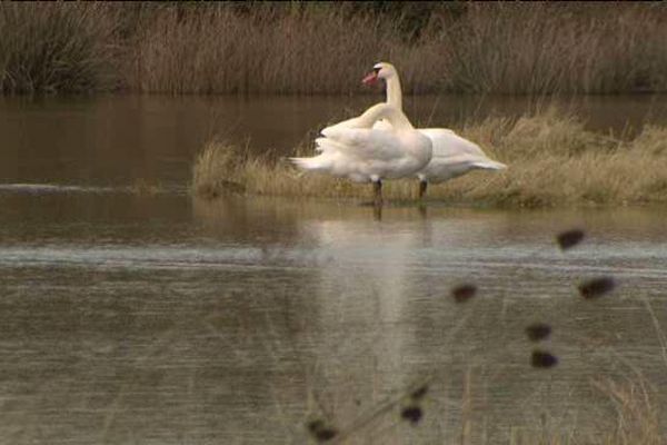 En hiver, la réserve naturelle du marais D'yves (17) accueille des milliers d'oiseaux.