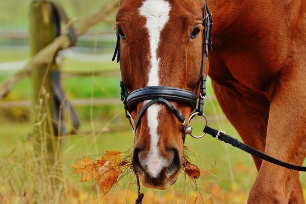 Cheval club, le magazine du cheval sur France 3