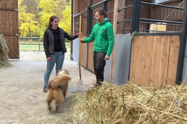 Des jeunes agriculteurs acceptent enfin de se faire remplacer par des agents agricoles