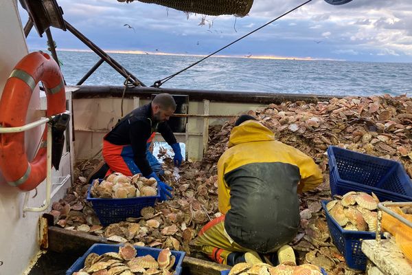 Sur le Tavullia, après la remontée des dragues, il faut trier toutes les coquilles pour ne préserver que celles autorisée, d'une taille minimum de 10,5 cm cette année.