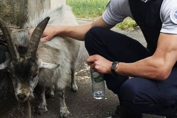 Les policiers de Haguenau n'ont pu s'empêcher d'immortaliser le fugitif. Raoul, bouc fugueur, pris en flagrant délit d'errance à Marienthal.