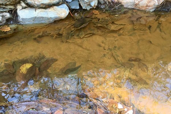 La couleur de ce ruisseau de Salignes, dans l'Aude, a une couleur particulière a une couleur particulière pour certains, elle serait due à une pollution à l'arsenic et aux métaux lourds - 14 décembre 2018