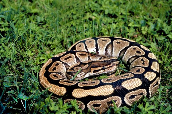 Le python est un animal sauvage très prisé.