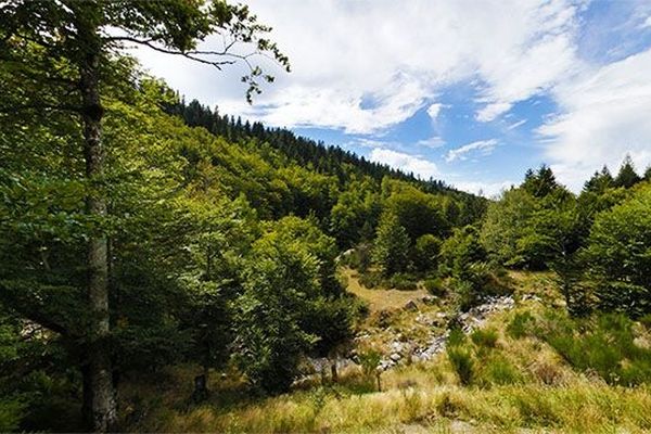 Mont Aigoual, la vallée du bonheur 