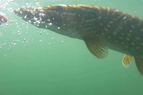 Dans une rivière, un brochet est considéré comme une espèce repère, témoignage d'une bonne vitalité de l'écosystème (Illustration).