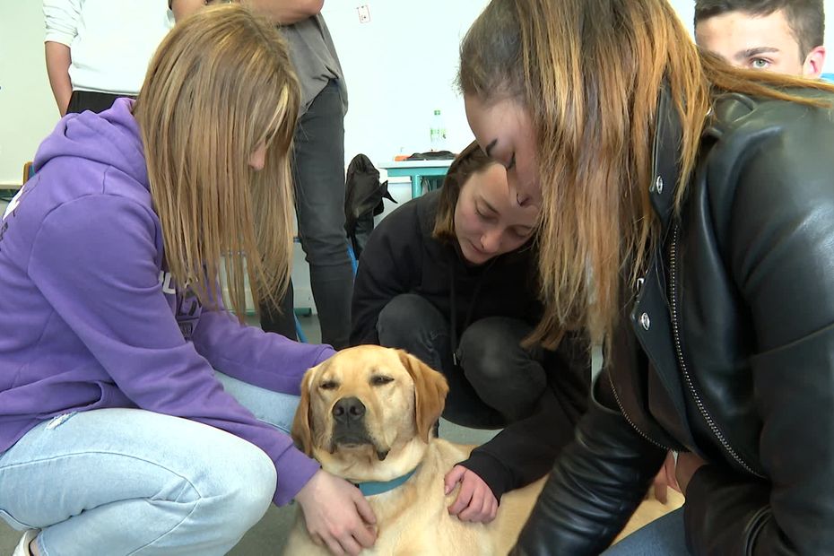 a therapy dog ​​to improve the working atmosphere at school