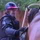 À 28 ans, Pauline rayonne au contact des chevaux : "C'est bien ma poupée", murmure-t-elle à l'animal qu'elle brosse avec délicatesse avant la promenade. L'instant est paisible, la jeune femme affiche un grand sourire.