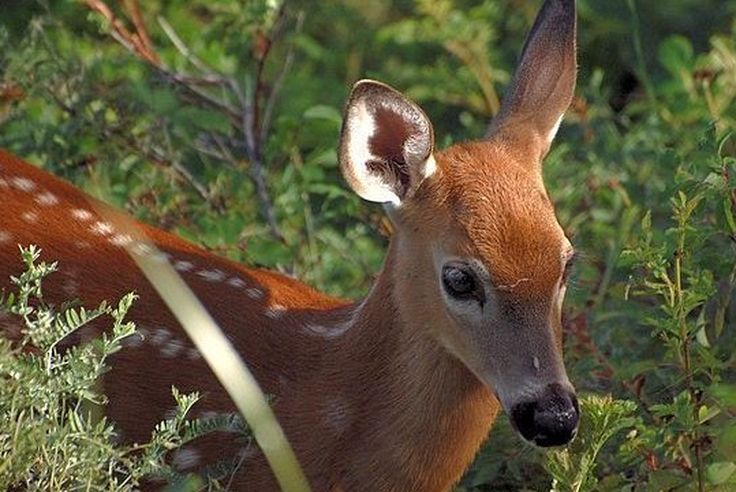 Calvados Ne Touchez Pas Les Bebes Faons Ils Risquent De Mourir