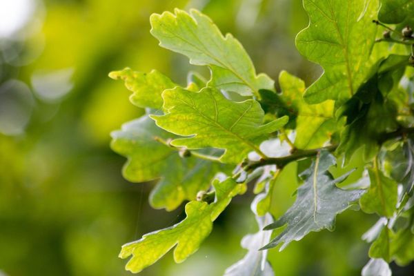 Des feuilles de chêne