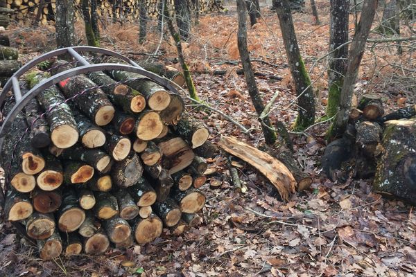 La filière bois naturellement source d'énergie renouvelable majeure en Dordogne