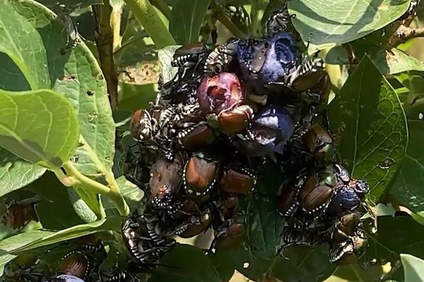 Scarabées japonais sur une branche