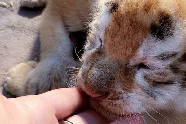 Deux bébés tigres sont nés dans un cirque à Prades, dans les Pyrénées-Orientales - octobre 2017