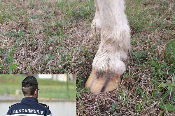 Une jument mutilée en Dordogne, dans l'hypothèse d'un acte criminel, la gendarmerie du Bugue a ouvert l'enquête