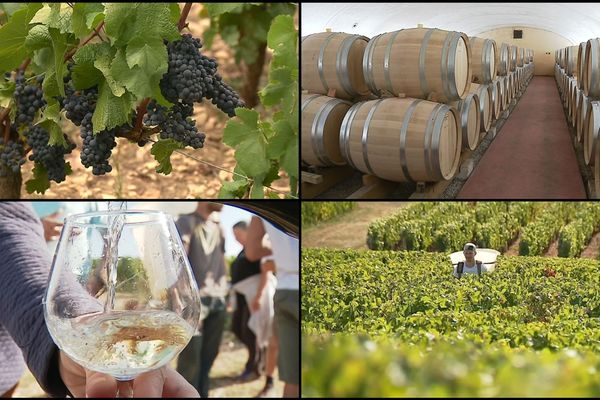 Les vendanges dans un domaine de Givry.