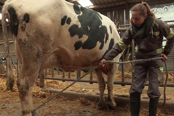 Pas facile de faire le poids face à une vache... alors Roxanne utilise des techniques pour l'inciter elle-même à faire le mouvement d'ostéopathie.