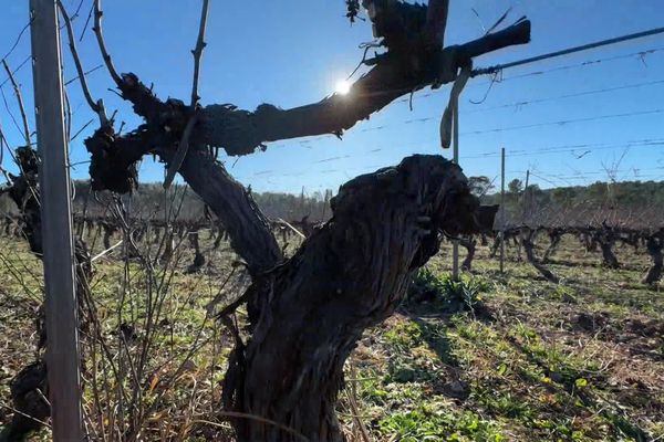 Le coup de gel du 19 avril 2024 a sinistré près de 300 exploitations, principalement viticoles, réparties sur 73 communes du département du Var. Cette année, des vitivulteurs de ce département tentent une nouvelle stratégie pour essayer de proteger leurs vignes.