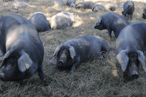 Le porc noir a failli disparaitre