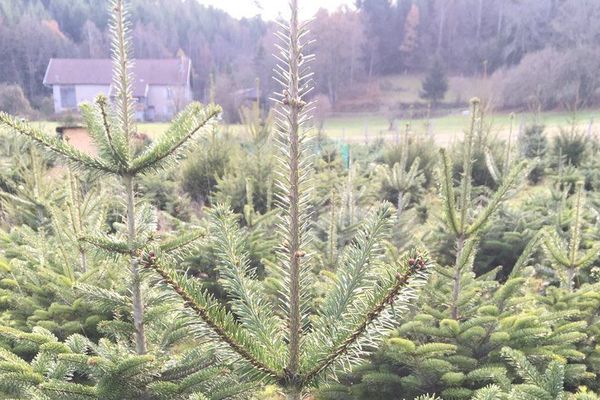 Premier jour de coupe des sapins de noël dans les Vosges. 