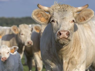 Du lait bio à prix sacrifié au supermarché: faut-il s'inquiéter ?