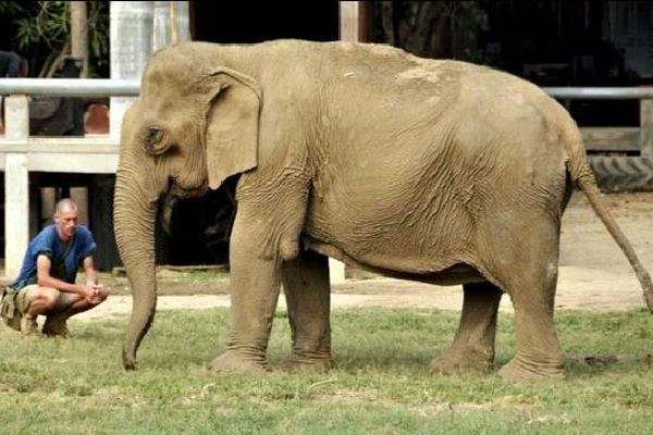 Tony Verhulst a travaillé plus de 20 ans auprès des éléphants.