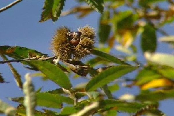 Les larves de l'insecte chinois peuvent anéantir la production de châtaignes.