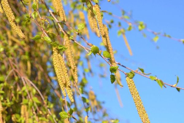 Les pollens de bouleau gênent fortement les allergiques.