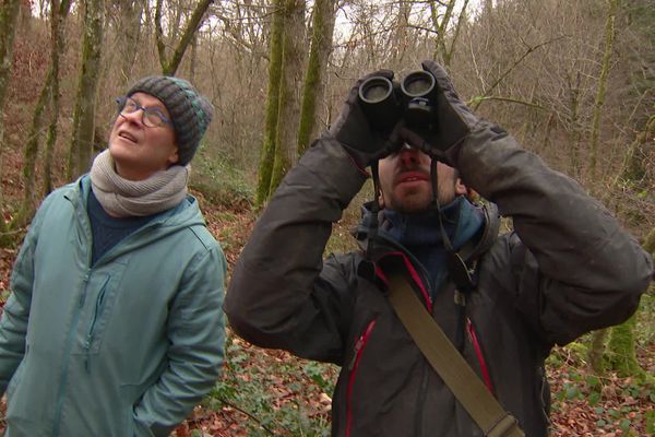 Les bénévoles et des chargés de missions Natura 2000, inspectent des arbres de la commune de Châtenois dans le Jura pour s'avoir s'ils sont éligibles à un contrat Natura 2000.