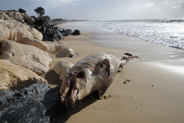 Échouage record de dauphins en Charente-Maritime.