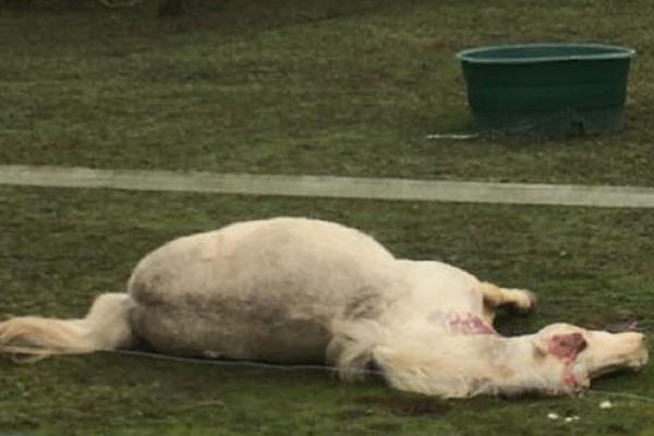 L'étalon a été retrouvé mort, mercredi 4 mars, à proximité de l'écurie de Neuvy-en-Sullias.