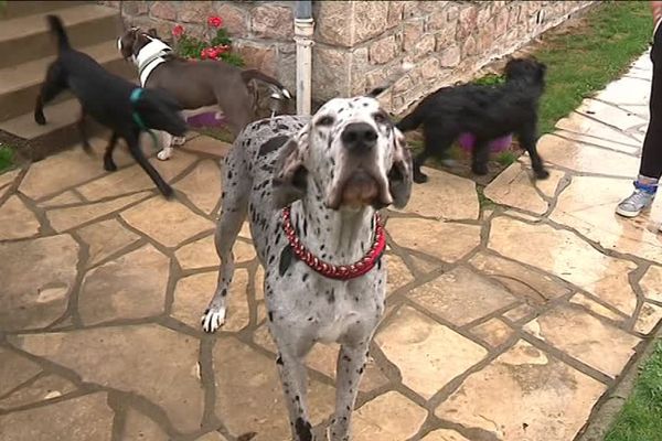 Dog Rescue accueille les chiens mais aussi les chats à Corrèze