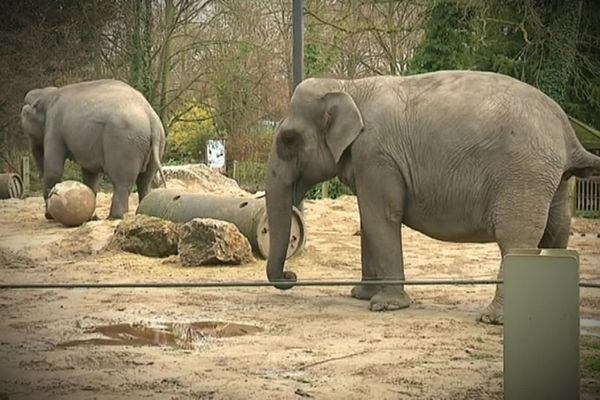 Jana et Praya dans leur parc Belge.