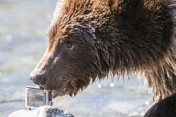 L'ours a, en effet, tendance, parfois, à divaguer.