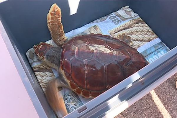 La tortue guérie nage désormais dans les eaux de la Méditerranée