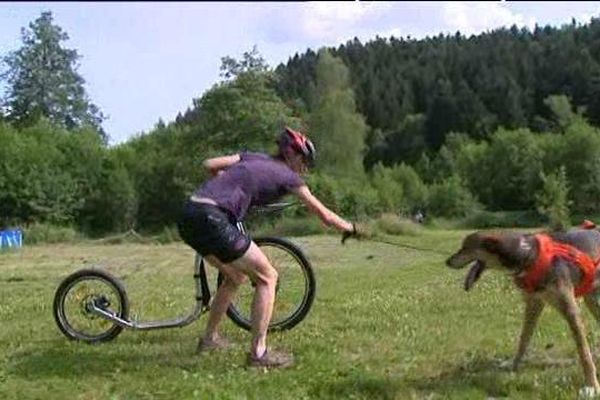 Dans les Vosges, une dizaine de parcs de loisirs proposent formation et parcours de cani-trotinette