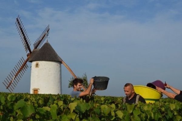 Vendange au Château Marie du fou