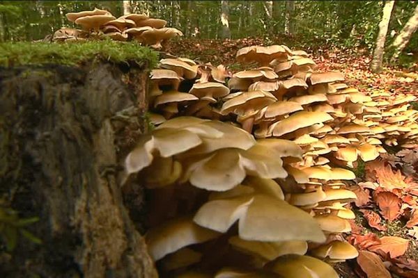 La forêt de Bercé, un espace naturel à découvrir pour mieux le protéger.