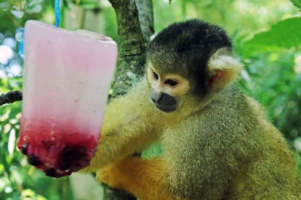 C'est glace aux fruits pour le saïmiris