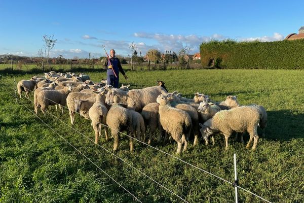 Dans le pré-verger de Remy, moutons et pommiers vivent en harmonie.