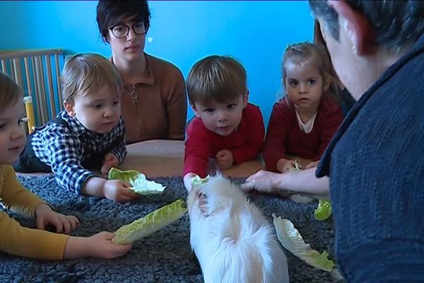 Petite séance d'apprivoisement à l'aide de feuilles d'endives...