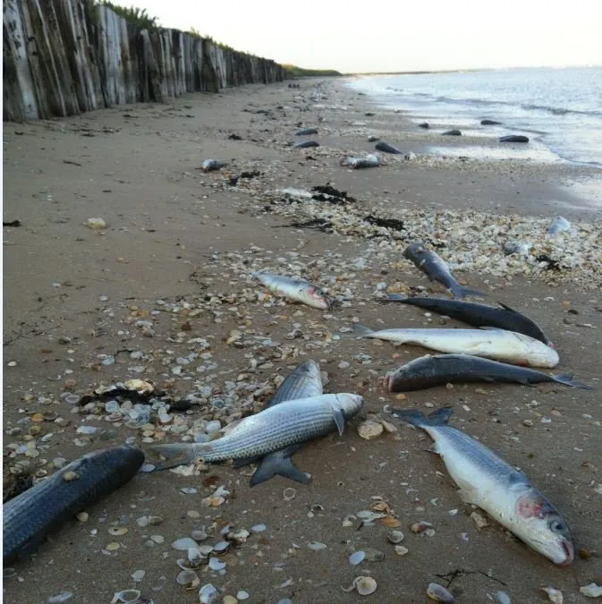 Charente Maritime Plusieurs Milliers De Poissons Morts Découverts Sur Une Plage 5292