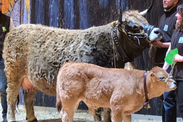 Honorine, originaire de la Lozère, a gagné le concours des Aubrac ce mercredi - février 2018