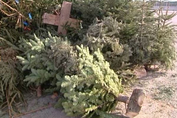 Après Noël, le roi des forêts devient roi des déchets. 2/01/2015