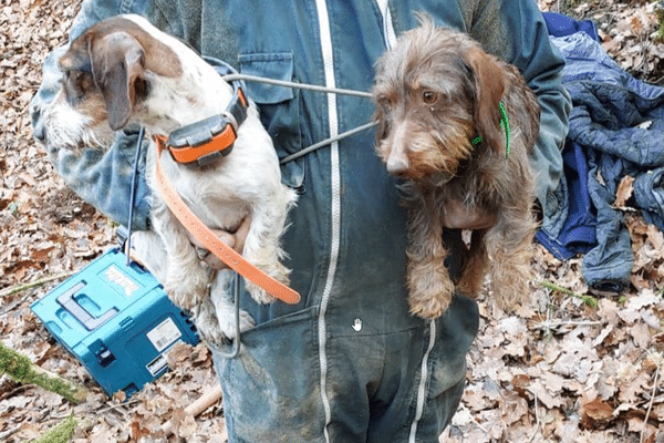 Les deux chiens ont été bloqués dans un terrier de renard durant trois jours.